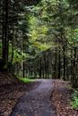 Small Road in Forest