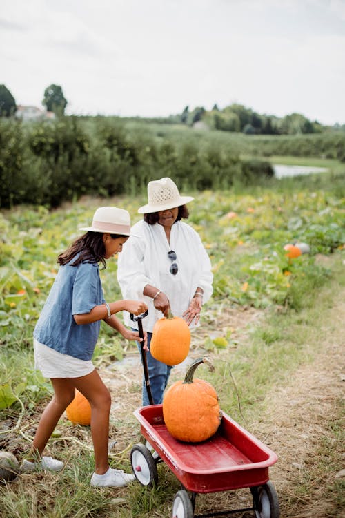 Full body of ethnic women in casual clothing and hats harvesting vibrant orange pumpkins while working in field in summertime on blurred background