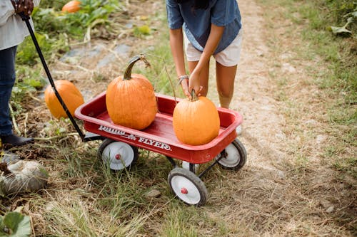 Unrecognizable women using red wheelbarrow while harvesting orange pumpkins on plantation in daytime