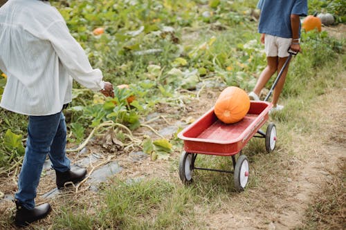 Crop unrecognizable female farmer and young ethnic girl pulling cart with fresh pumpkin