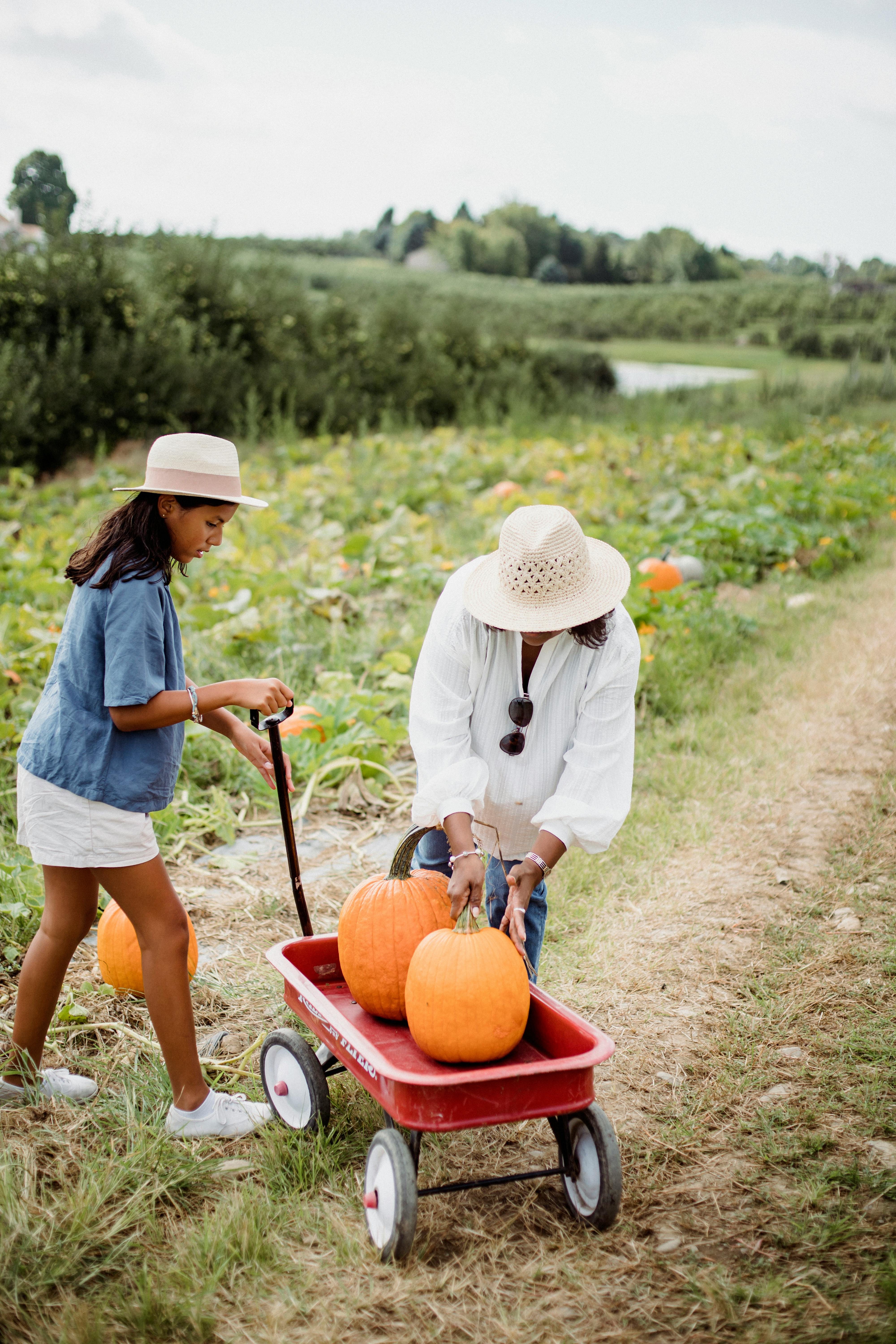 woman with hispanic daughter working in pumpkin field