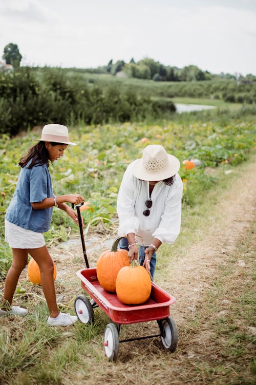 Woman with Hispanic daughter working in pumpkin field