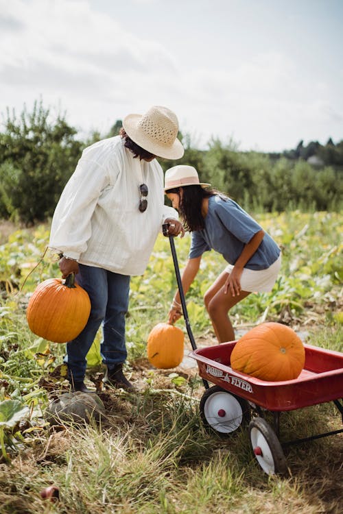 Full body of faceless ethnic female farmer with teen daughter working in pumpkin field