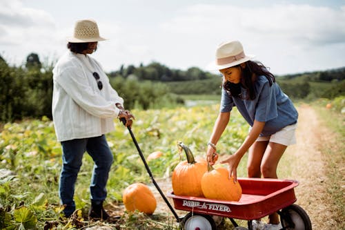 Free Woman with daughter in field with pumpkins Stock Photo