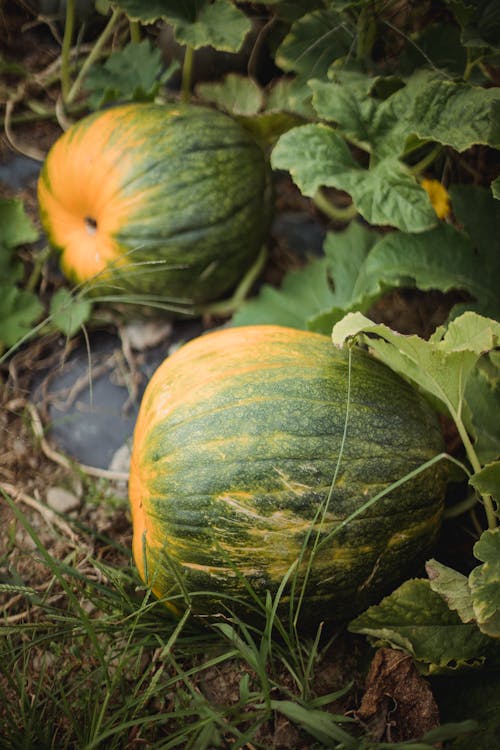 High angle of unripe pumpkins with green and yellow colors in autumn field