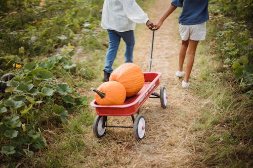 Free Crop woman with young daughter harvesting pumpkins Stock Photo