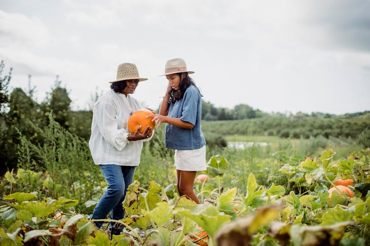 Hispanic Woman With Young Girl Harvesting Pumpkins