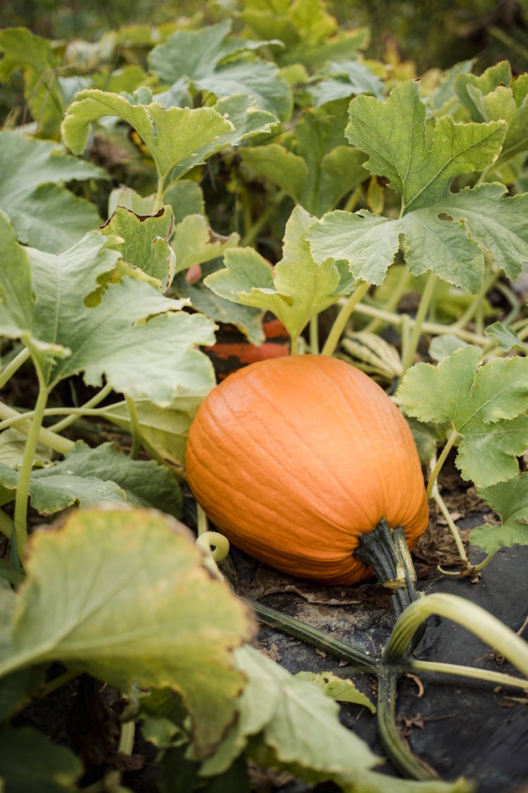 Fresh Orange Pumpkin In Lush Bed