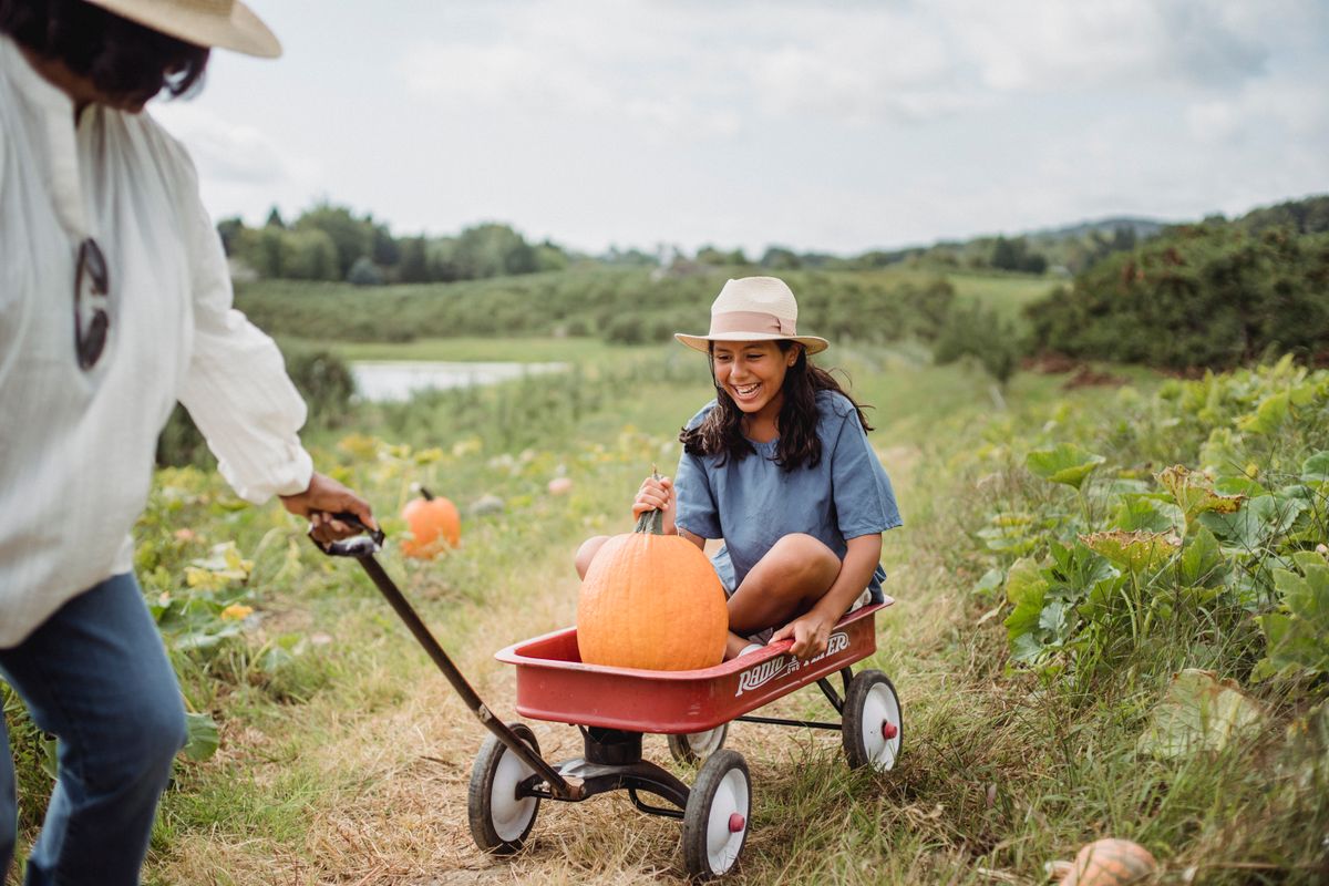 Pumpkin Photos, Download The BEST Free Pumpkin Stock Photos &amp; HD Images