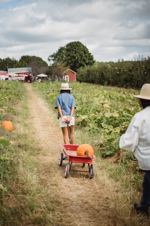 Ethnic teen girl pulling cart with pumpkin