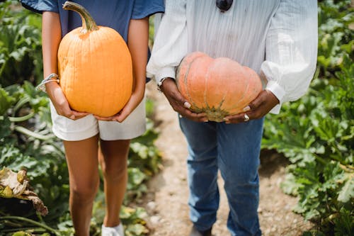 Free Crop woman with daughter holding pumpkins Stock Photo