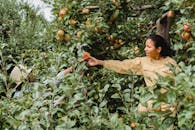 Cheerful Hispanic teen girl helping farmer in picking ripe fruits growing in green garden