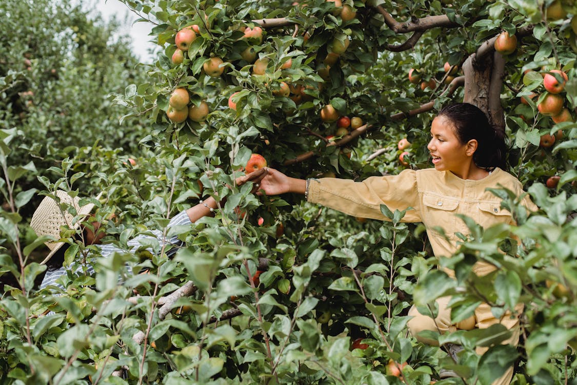 Cheerful Hispanic teen girl helping farmer in picking ripe fruits growing in green garden