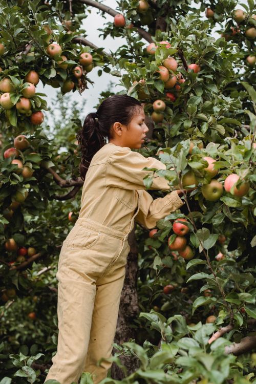 Free Hispanic teen girl picking apples growing among green leaves in farmland during harvest season Stock Photo