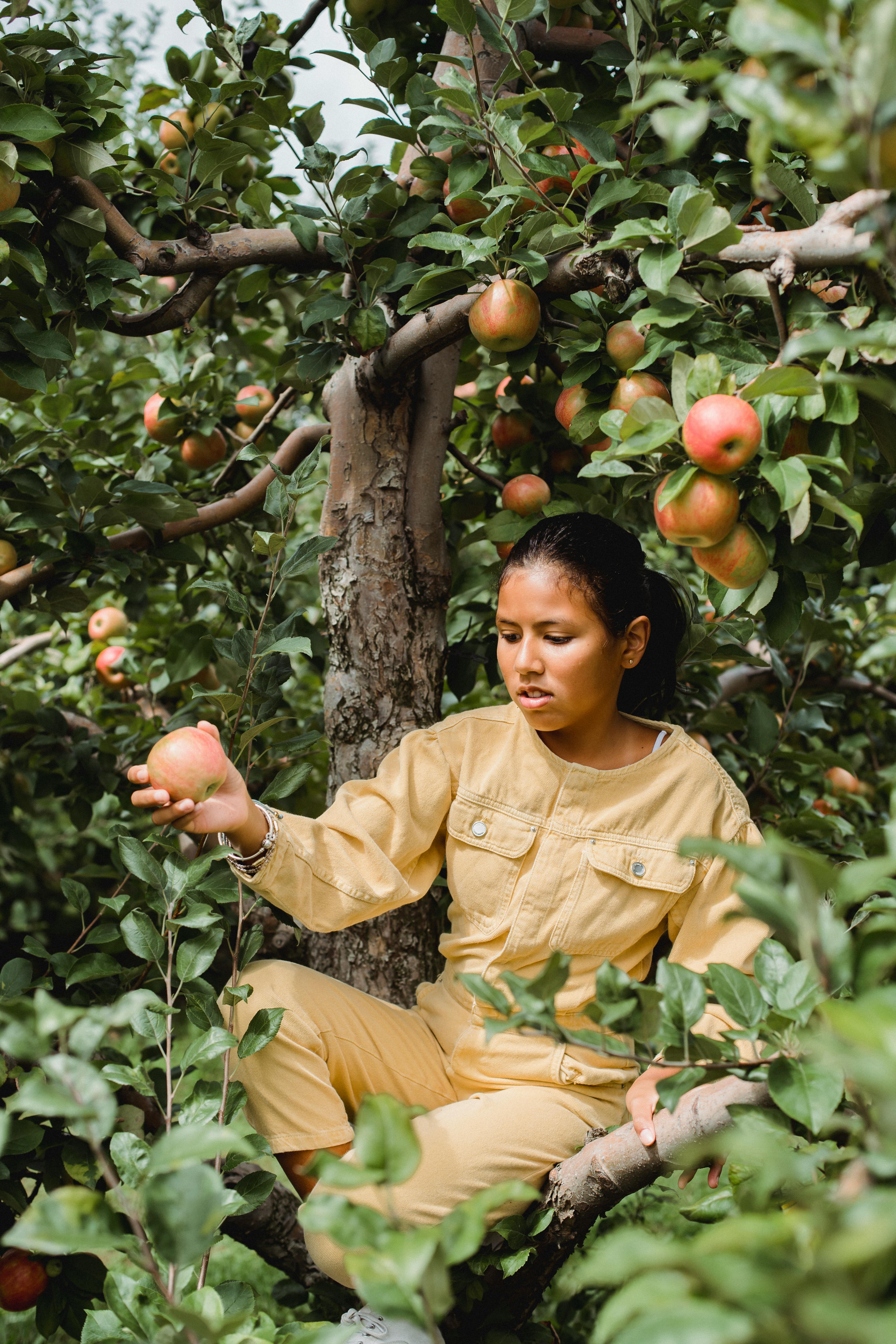 Girl is picking fresh organic apples Stock Photo by Manuta