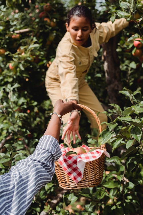 Ethnic girl harvesting apples with mother