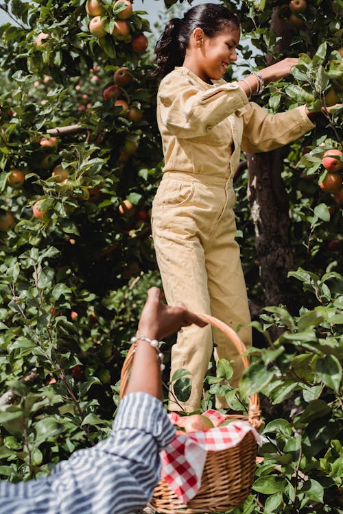 Glad ethnic girl picking fresh apples with farmer in garden