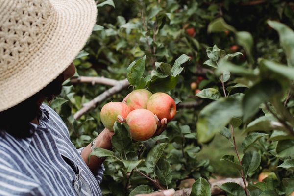 EcoFarm Finder