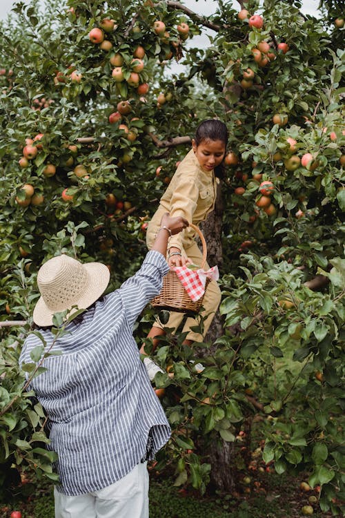 農場で母親と一緒にリンゴを収穫する10代の若者
