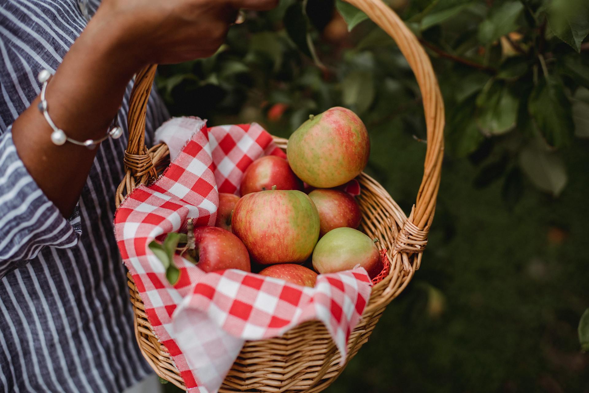 Side view of crop anonymous ethnic female farmer carrying basket with ripe apples while harvesting fruits in garden