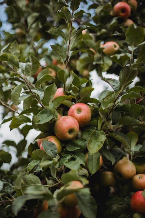 Free From below of fresh apples growing on tree in garden in farm in countryside Stock Photo