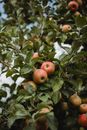 From below of fresh apples growing on tree in garden in farm in countryside
