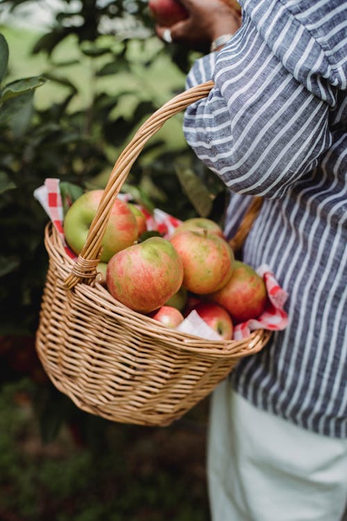 Женщина собирает яблоки в саду во время сбора урожая