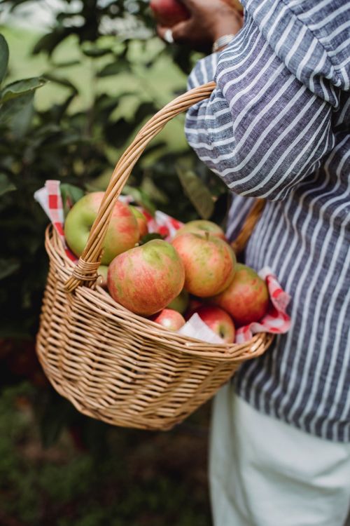Free Back view of crop anonymous female carrying basket with apples while harvesting healthy fruits in farmyard Stock Photo
