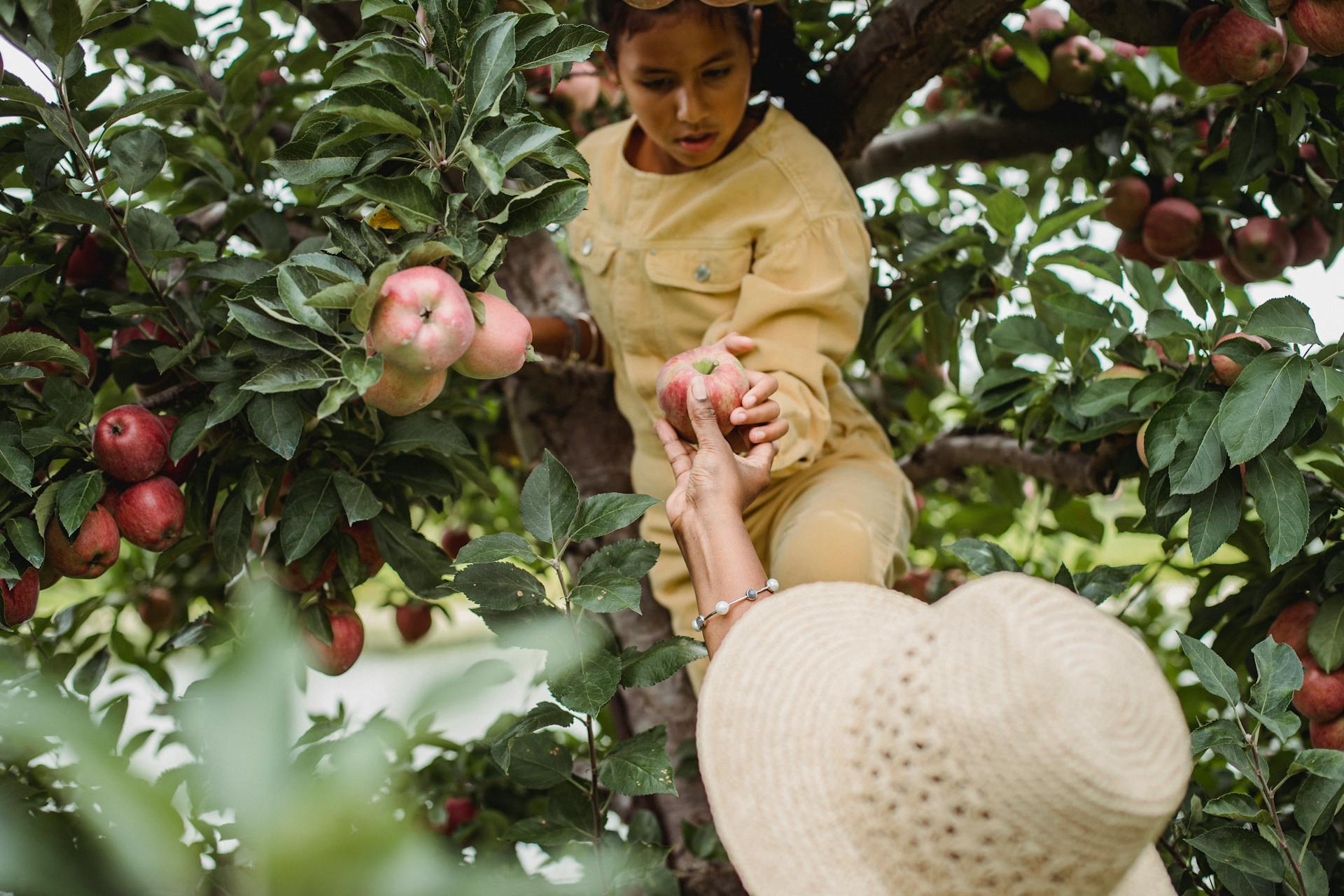 Low angle of Hispanic girl collecting fresh apples while supporting female farmer in garden