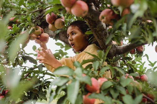 Surprised ethnic girl picking apples on tree