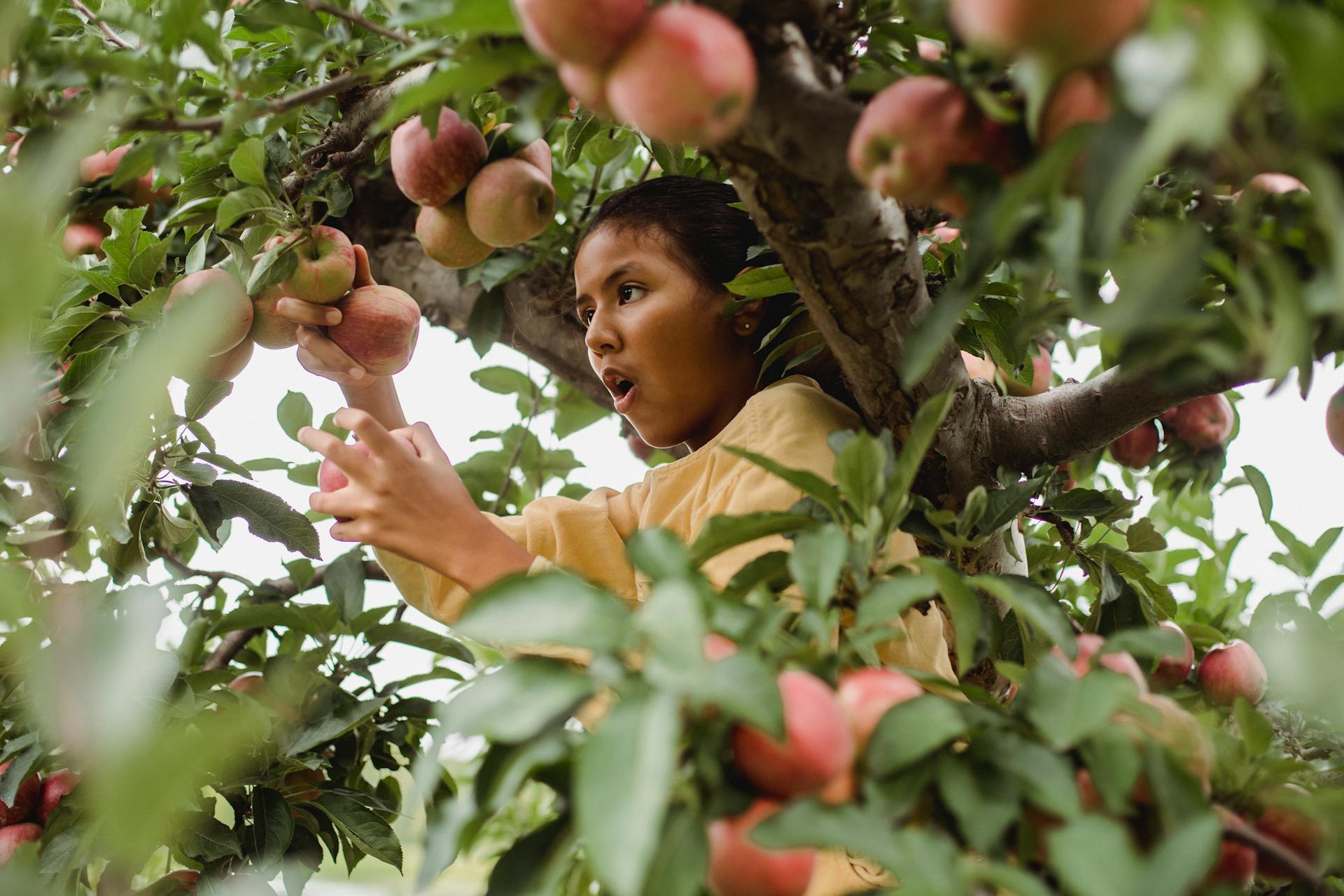 A young girl with an amazed expression picks apples from a tree in an orchard during fall.