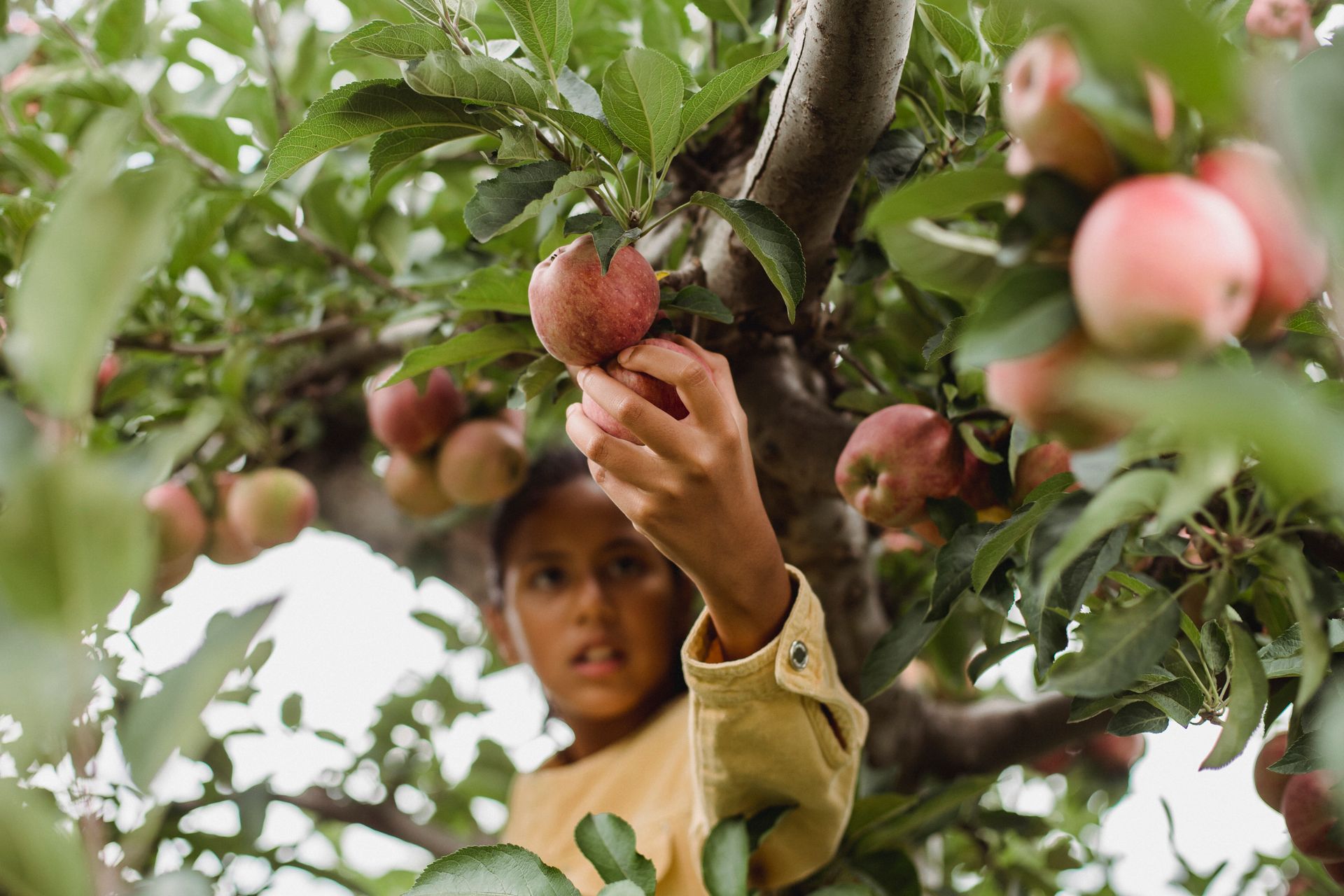 Low angle of Hispanic girl picking apples from tree branches covered with green leaves in garden