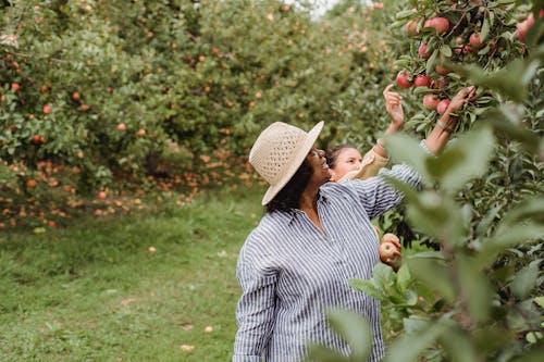 Positive Hispanic female farmer picking apples with daughter in garden with green lush plants