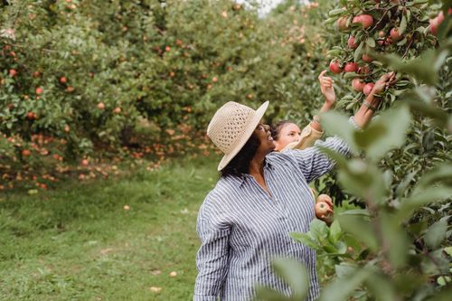 Free Positive Hispanic female farmer picking apples with daughter in garden with green lush plants Stock Photo
