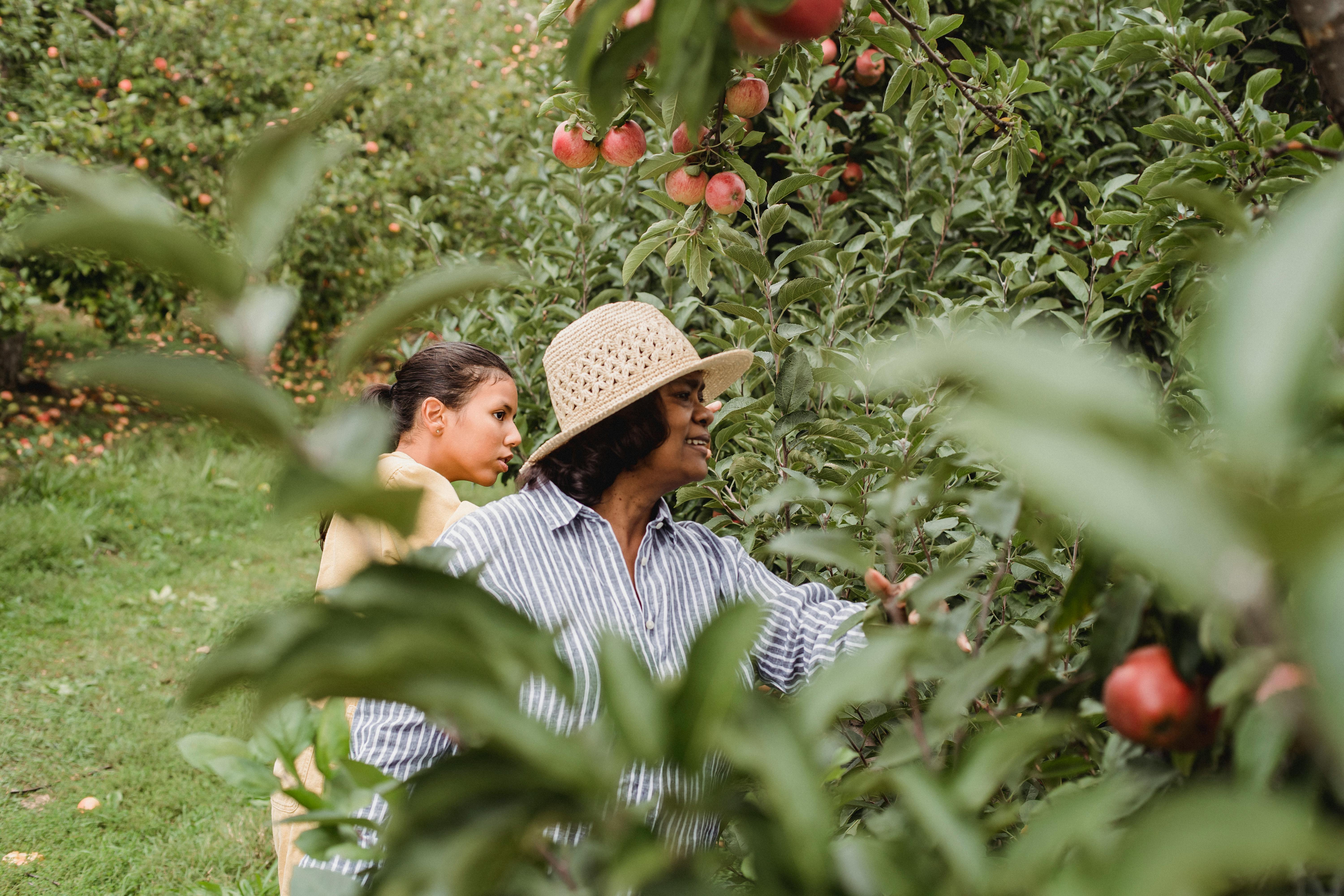 ethnic mother harvesting fruits in green orchard