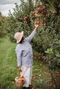 Side view full body of ethnic mature woman carrying basket while harvesting apples in garden with green plants