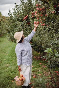 Aspetto Esterno Frutta