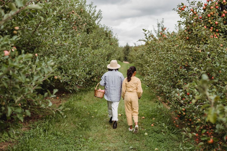 Parent And Teen Girl Harvesting Apples In Farm