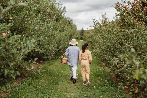 Free Back view full body of anonymous mother and daughter walking between rows of apple trees with basket of fruits Stock Photo