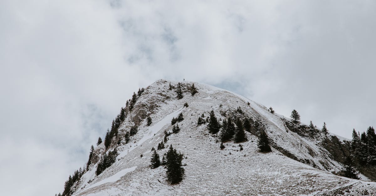 Snowy mountain ridge with evergreen trees · Free Stock Photo