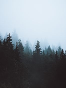 薄雾空灵，笼罩着巴伐利亚州宁静的针叶林，呈现出一片静谧的景象