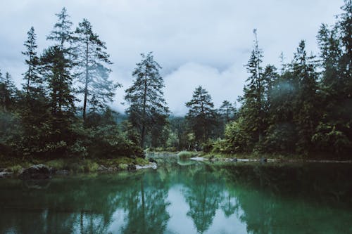 Foto profissional grátis de água, árvores, floresta