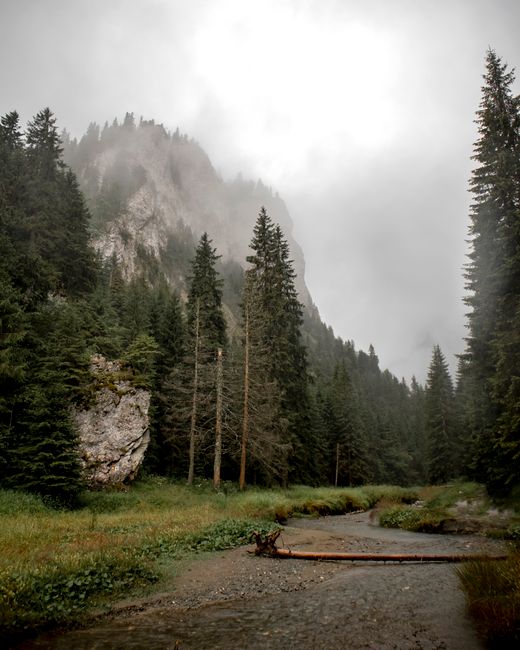 A serene misty forest scene with a creek in Romania's mountains, capturing natural beauty.