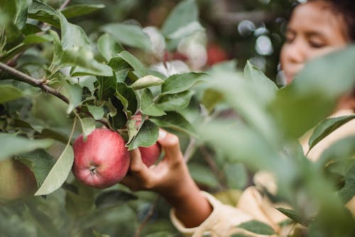 Crop teen girl picking ripe apples in garden