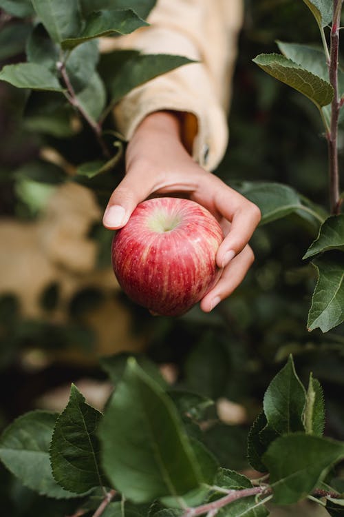 Урожай этнического человека, показаны спелое яблоко