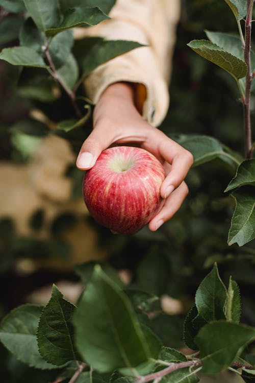 Crop anonymous person demonstrating fresh apple while working in garden on sunny summer day