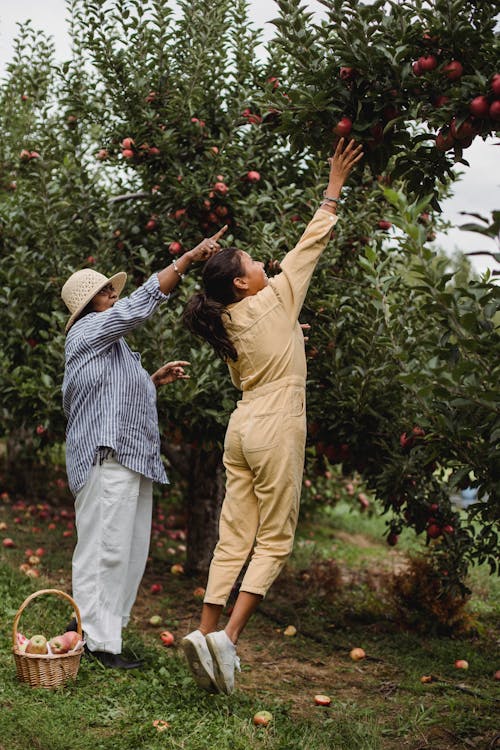 Woman with teen girl harvesting apples