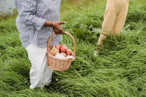 Crop faceless female in casual clothes standing on grassy meadow and holding basket full of ripe apples