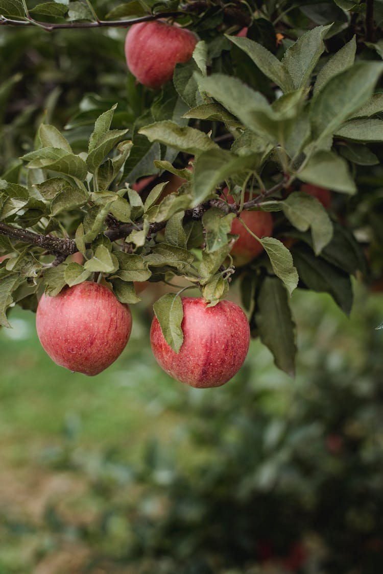 Ripe Apples On Lush Tree Branch