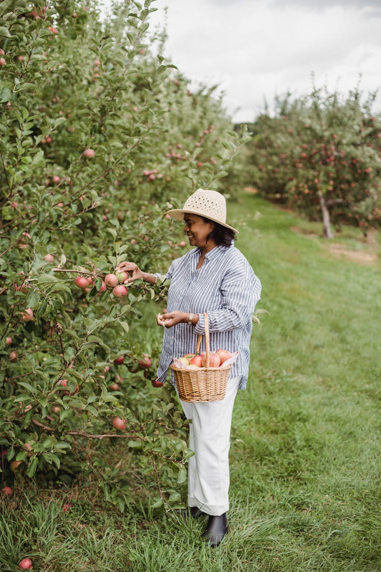 Hispanic Woman Harvesting Ripe Apples In Garden